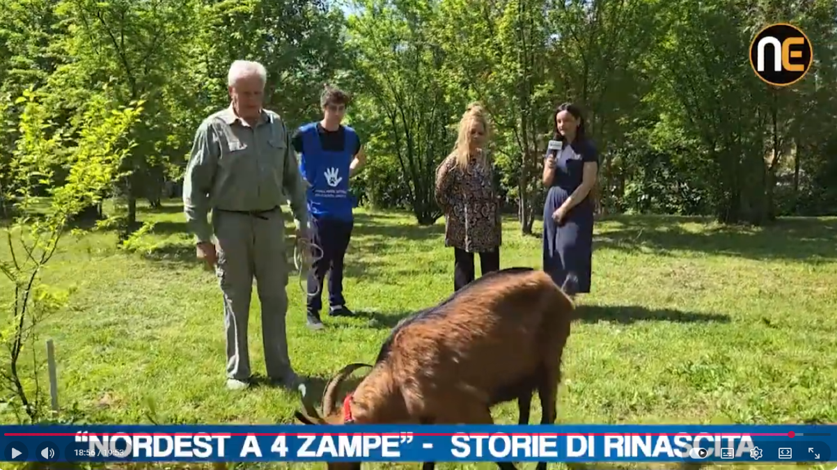 L'oasi felina "Animal Pride Defending Association": nuova puntata di Nordest a 4 zampe | VIDEO - 