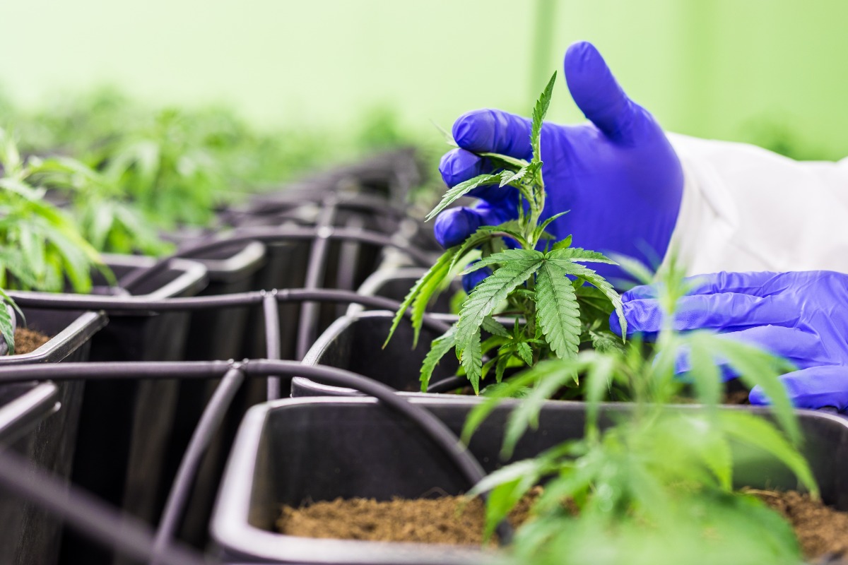 Hashish legale CBD in Italia: cosa dice la normativa - 