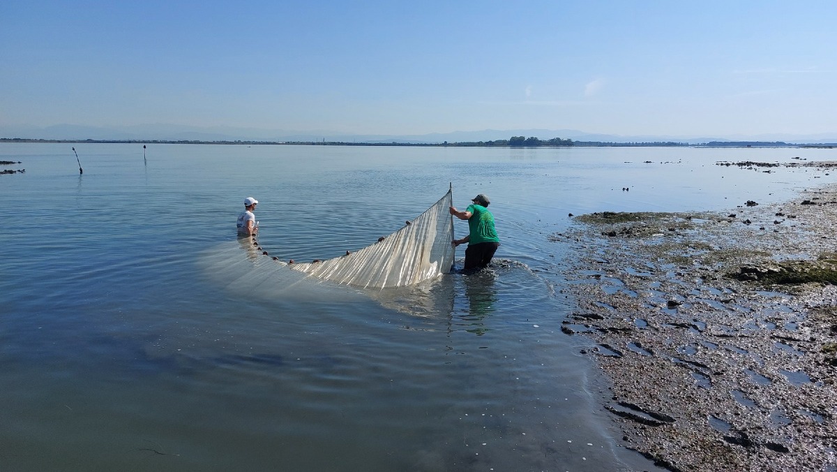 Laguna di Marano e Grado, studio sulle barene: ecosistemi costieri più vulnerabili - 