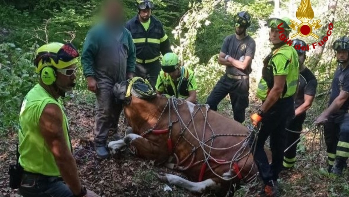 Mucca gravida precipita nel dirupo: salvata dai Vigili del fuoco con l'elicottero | VIDEO - 