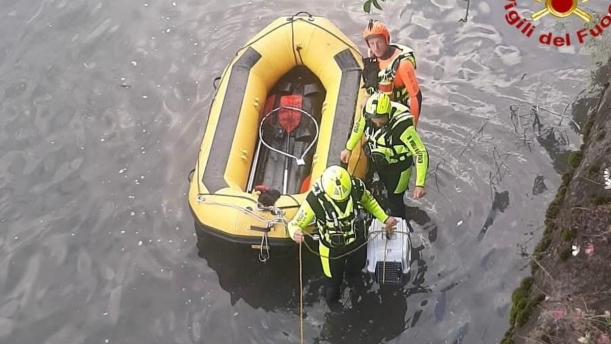 Verona, recuperato dall’Adige un gatto finito sull’argine: ritorno a casa dopo il salvataggio - 