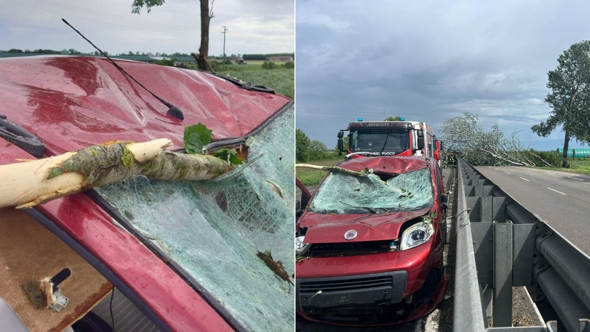 Fratta Polesine, albero abbatte un’auto sulla Transpolesana: traffico bloccato per ore - 