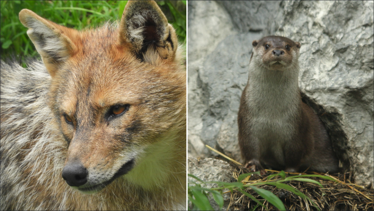 Fauna del Nordest, a Cornino una serata su lontra e sciacallo dorato - 
