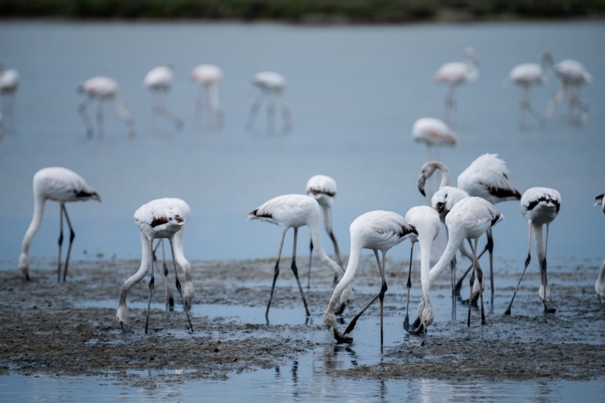 Jesolo porta al JMuseo il volto più fragile della laguna: in mostra oltre cento opere - 