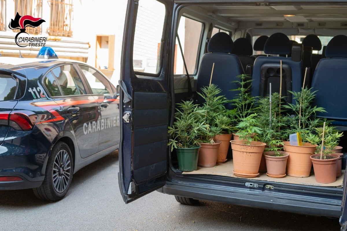 Droga a Trieste, da un controllo in strada emerge una coltivazione indoor: arrestato un 42enne - 