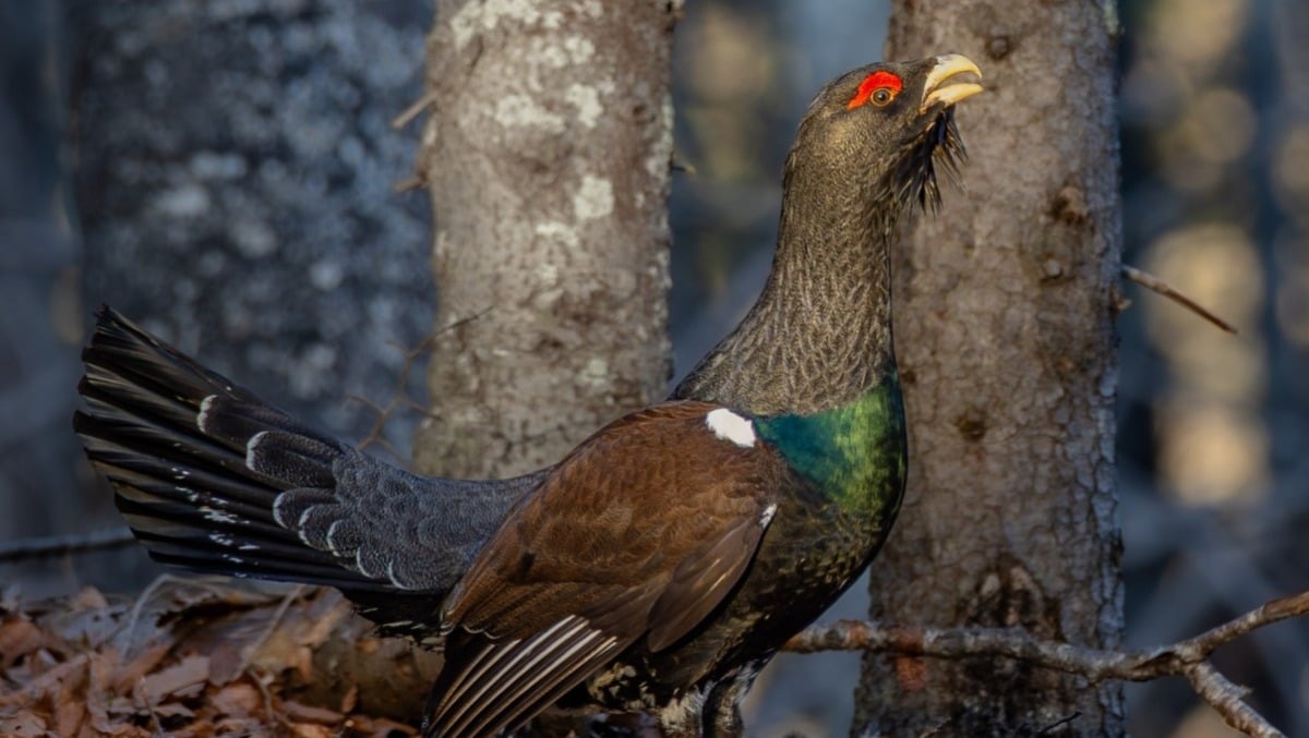 Montagna friulana, il gallo cedrone arretra: dai rilievi regionali segnali critici - 