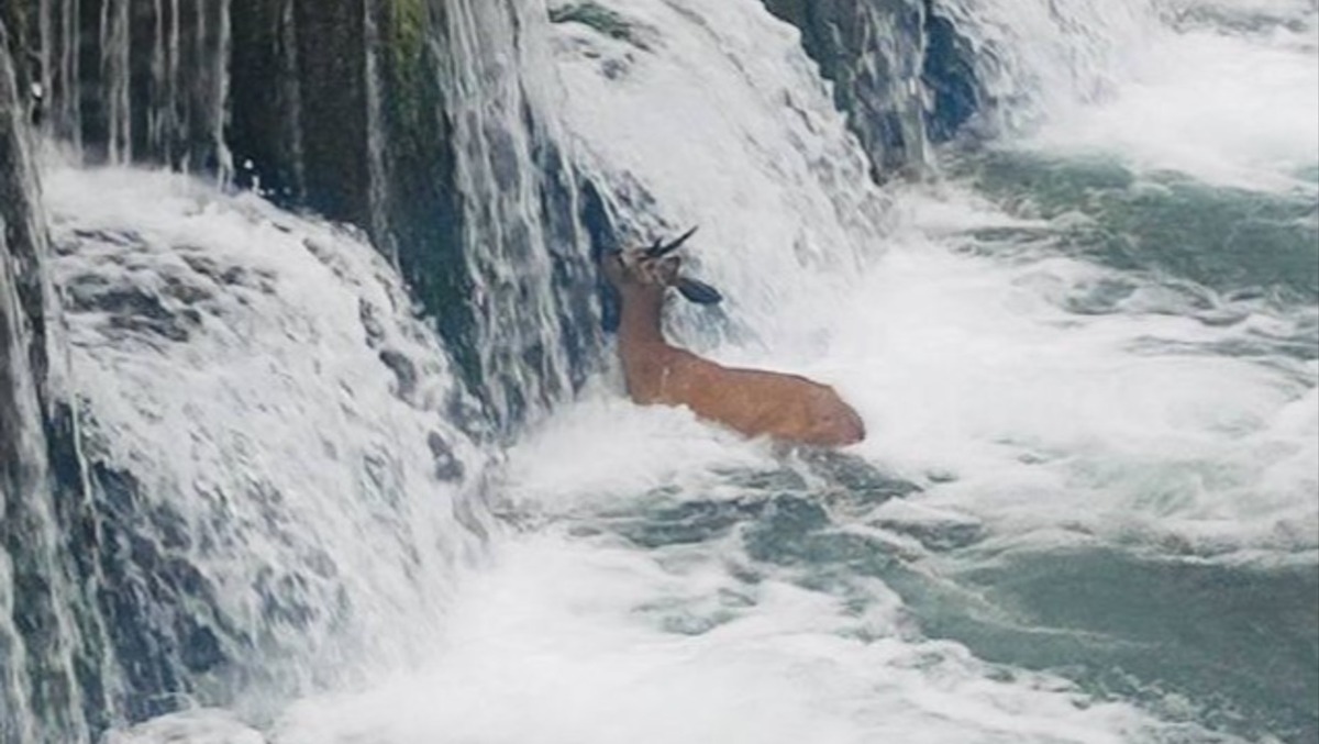 Susegana, capriolo recuperato da un canale e rimesso in libertà - 