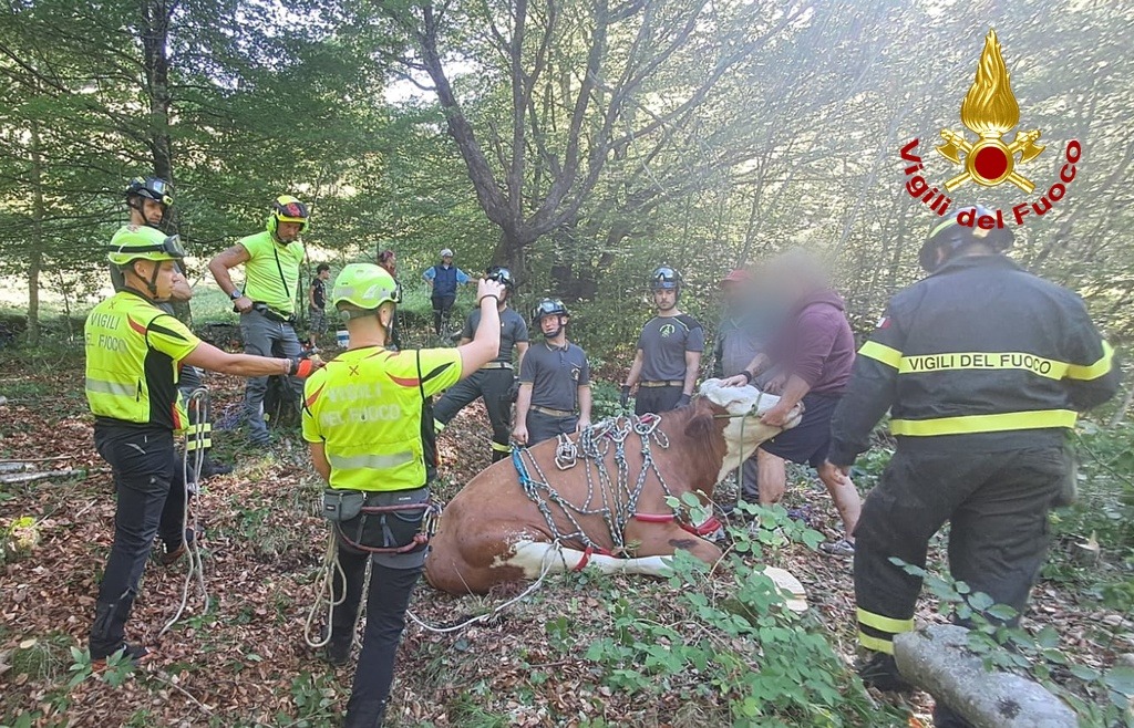 30 maggio 2026 TOLMEZZO (UD) - SOCCORSO BOVINO