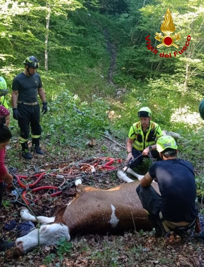30 maggio 2026 TOLMEZZO (UD) - SOCCORSO BOVINO