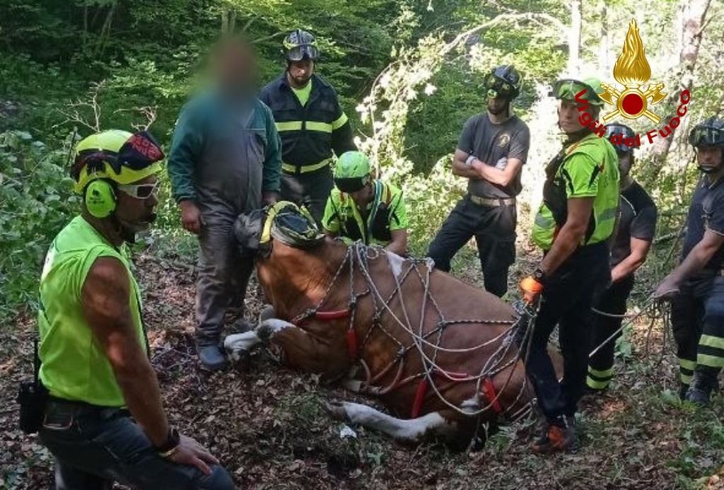 30 maggio 2026 TOLMEZZO (UD) - SOCCORSO BOVINO