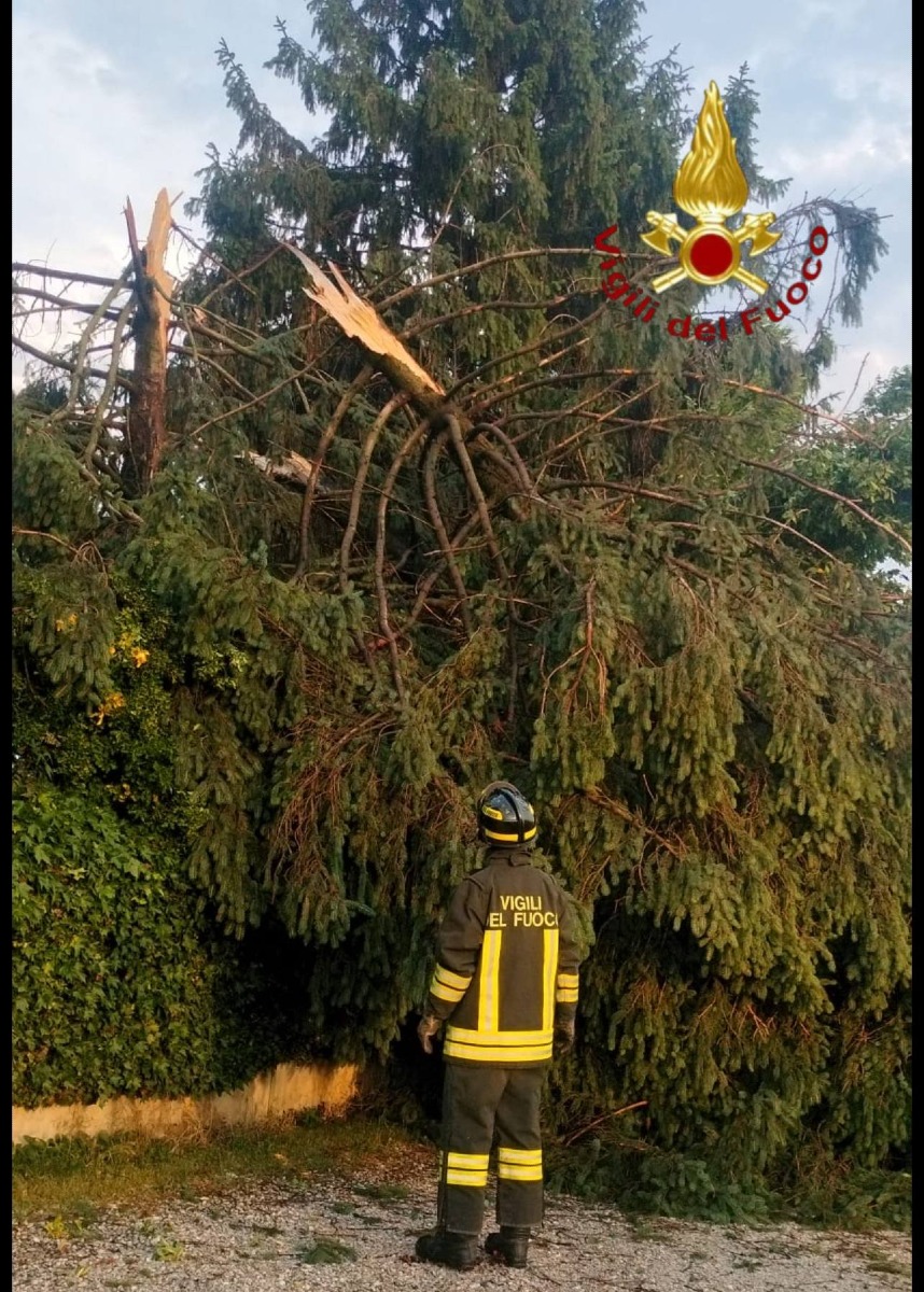 rami e alberi a terra