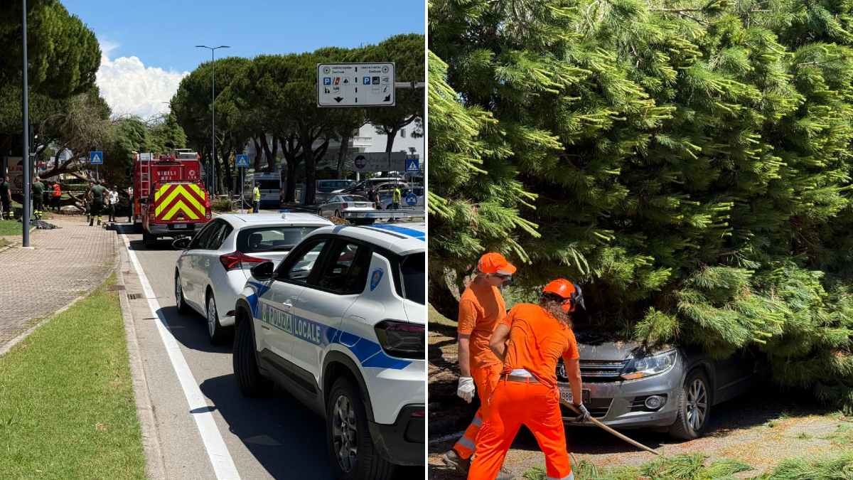 Lignano, pino cede in viale Europa: traffico bloccato e auto schiacciata dalla chioma - 