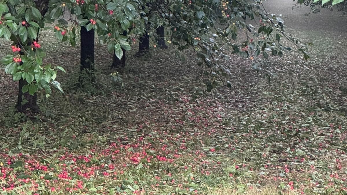 Grandine sul Montello e nell’area di Povegliano, raccolti di cereali in bilico - 