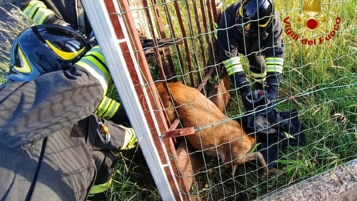 Gorizia, un capriolo resta bloccato in un’inferriata: liberato all’alba in via Brigata Etna - 