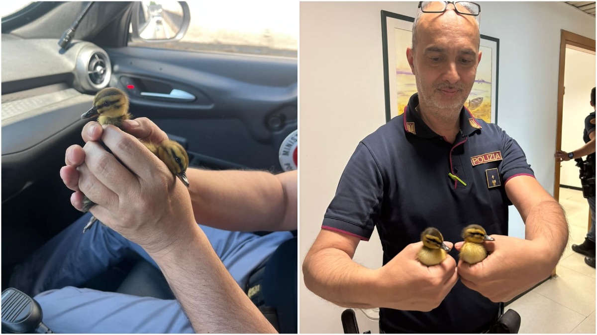 Anatroccoli vagano in mezzo alla strada: due agenti fermano il traffico e li salvano - Le immagini da "Agente Lisa"