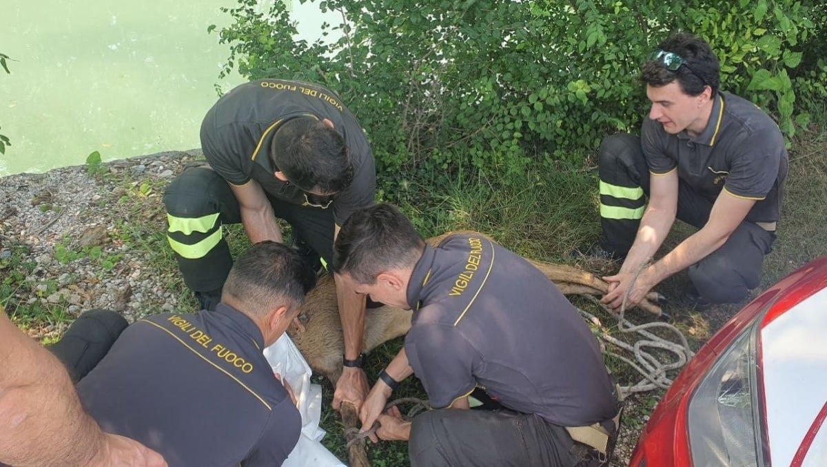 San Vito di Fagagna: capriolo finito nel Ledra salvato a pochi metri dalla strada | VIDEO - 