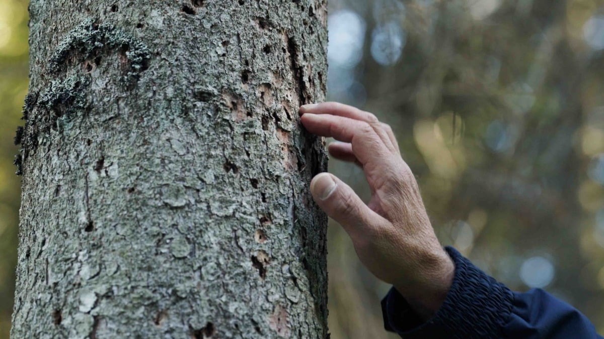 Martignacco, al Cine Città Fiera tre proiezioni di “Forest” con confronto diretto con gli autori - 
