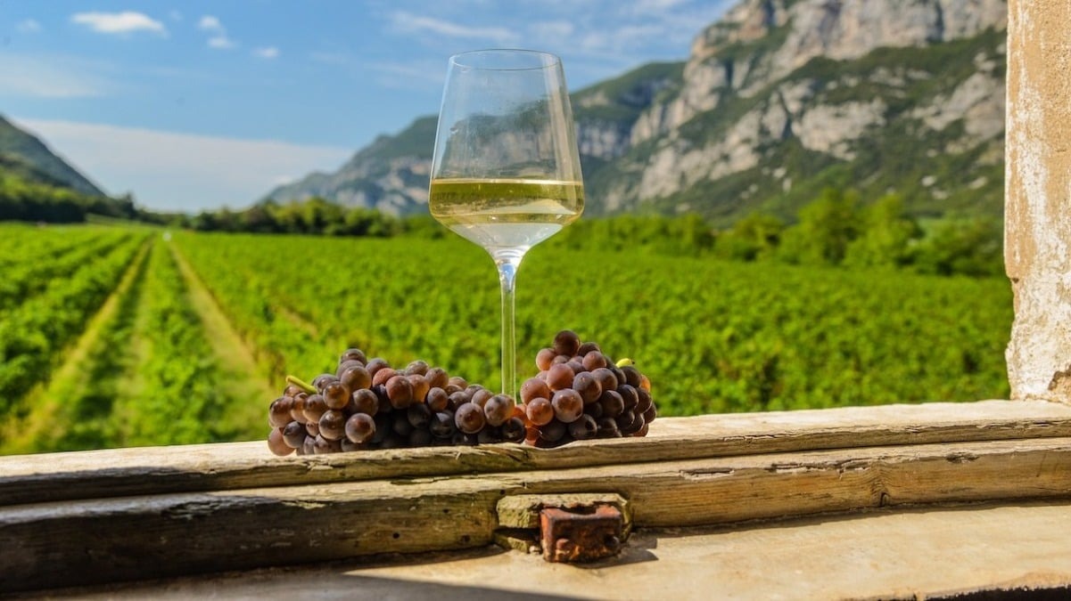Pinot Grigio veneto, la DOC Delle Venezie spinge su una categoria Ue per i low alcohol naturali - 