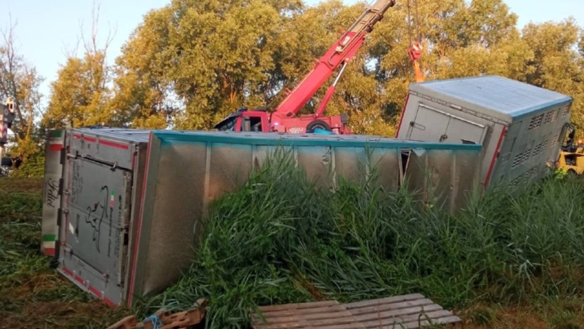 Camion carico di tori finisce fuori strada: un animale morto, autista illeso - 