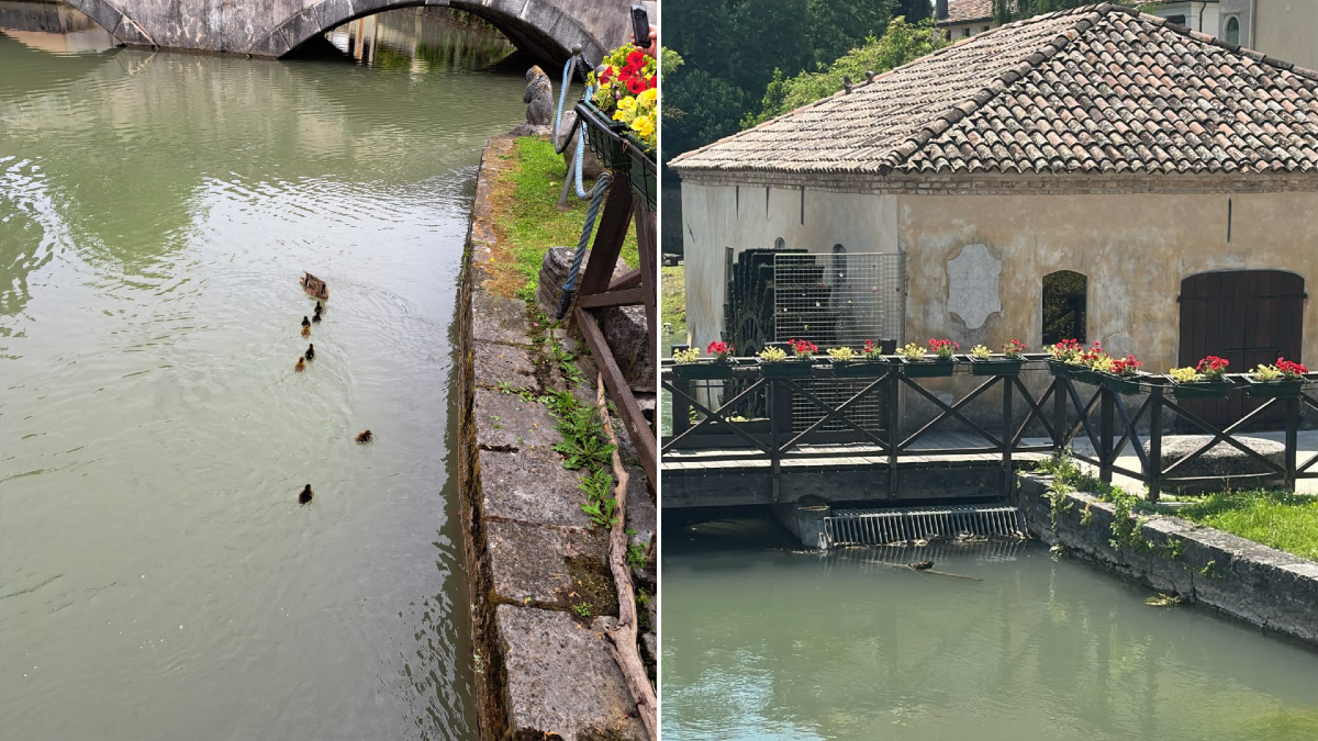 Portogruaro, nove anatroccoli incastrati nella griglia sul Lemene: salvati in extremis - 