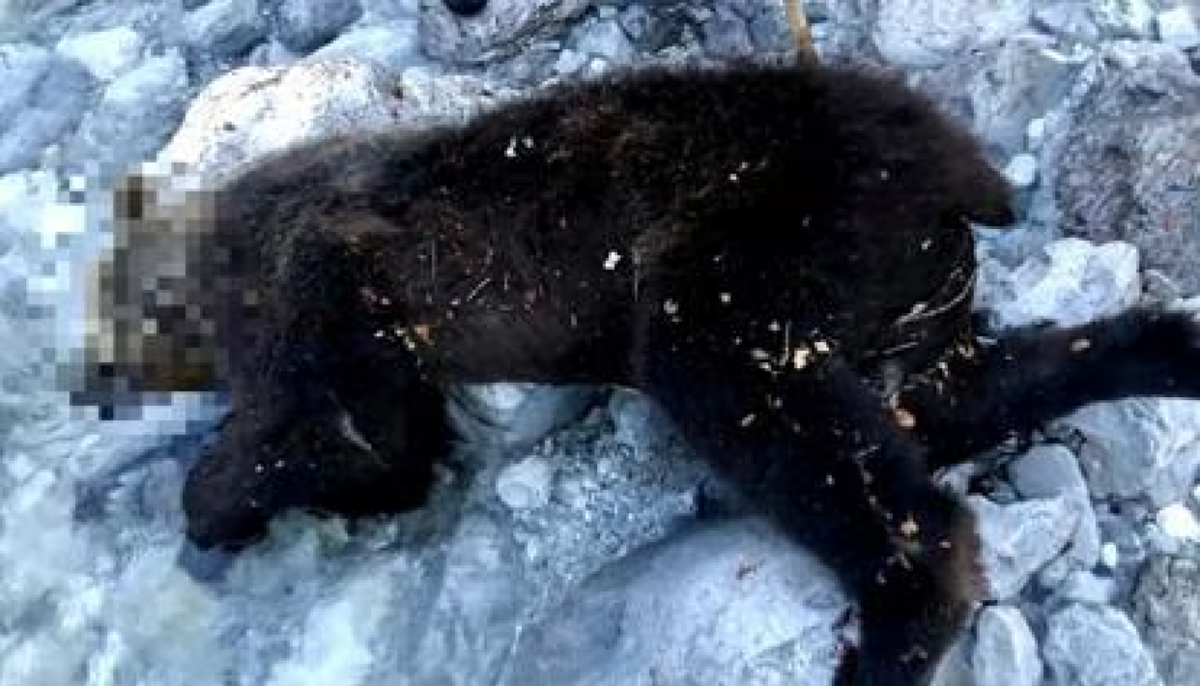 Orso senza vita nell’area dell’Arzino, verifiche aperte tra Vito d’Asio e i laboratori universitari - 