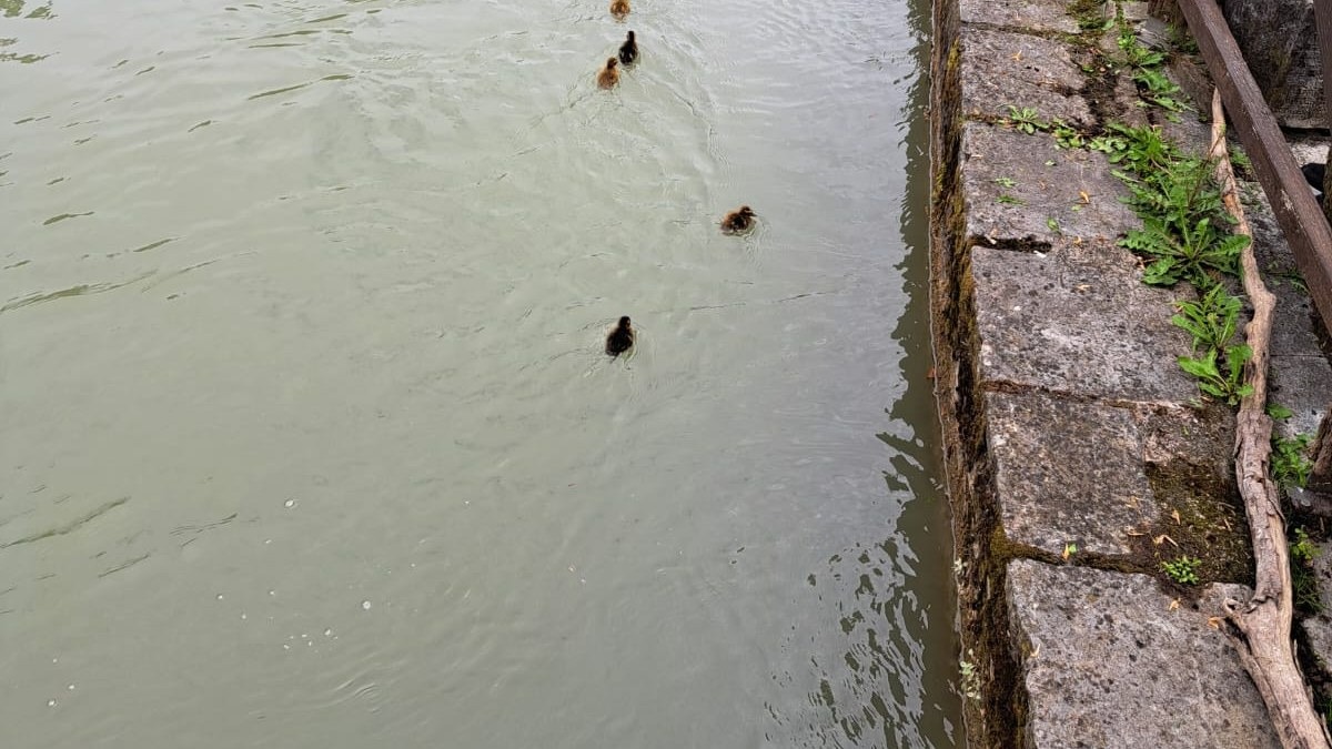 Nove anatroccoli intrappolati nella griglia sul Lemene: salvataggio a Portogruaro - 