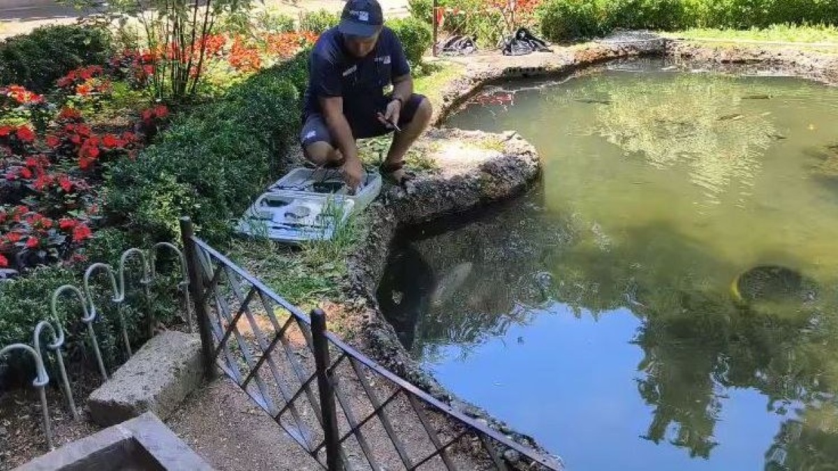 Moria di pesci nel laghetto di Villa Revoltella: salvate 4 carpe e le tartarughe - 