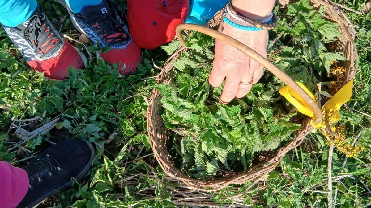 Tolmezzo, al Museo Carnico una serata tra erbe di montagna e sapori della frite - 