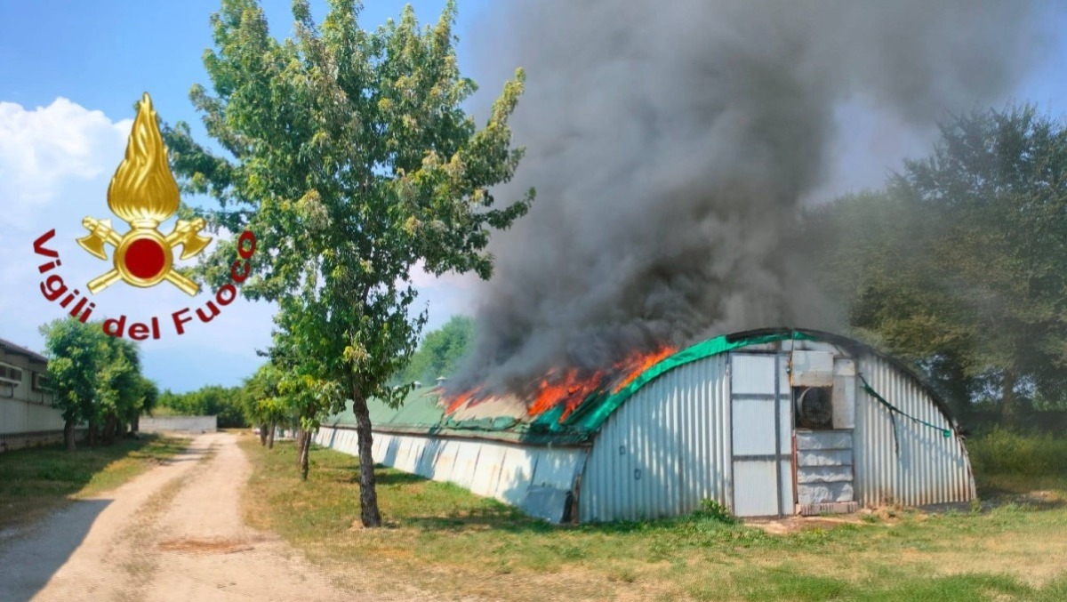 Incendio nell'allevamento di conigli: 200 animali morti carbonizzati - 