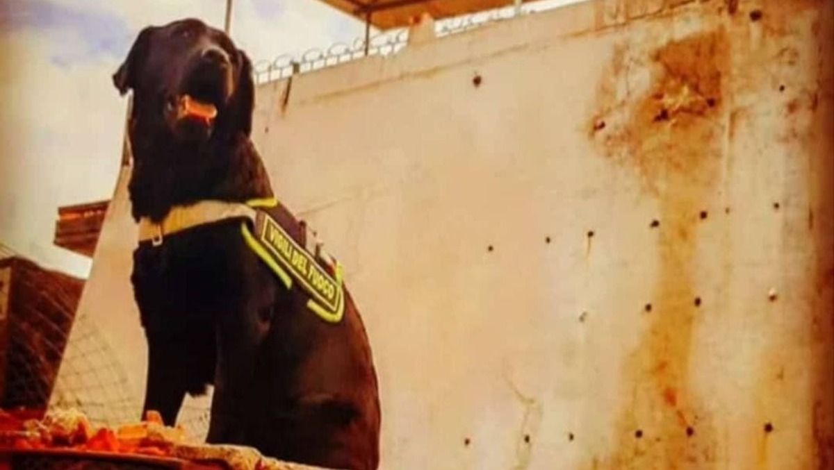 Addio a Tea, cagnolina eroe dei Vigili del Fuoco: oltre 200 gli interventi  - 