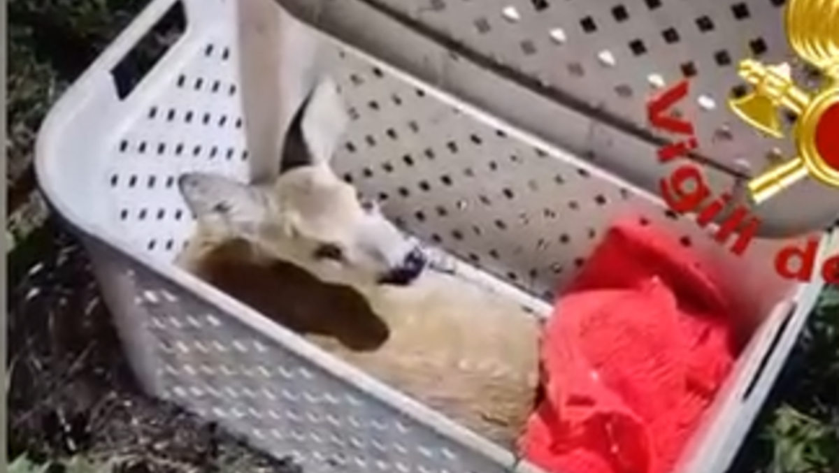 Piccolo daino in difficoltà: soccorso e liberato dai pompieri nel suo habitat | VIDEO - 
