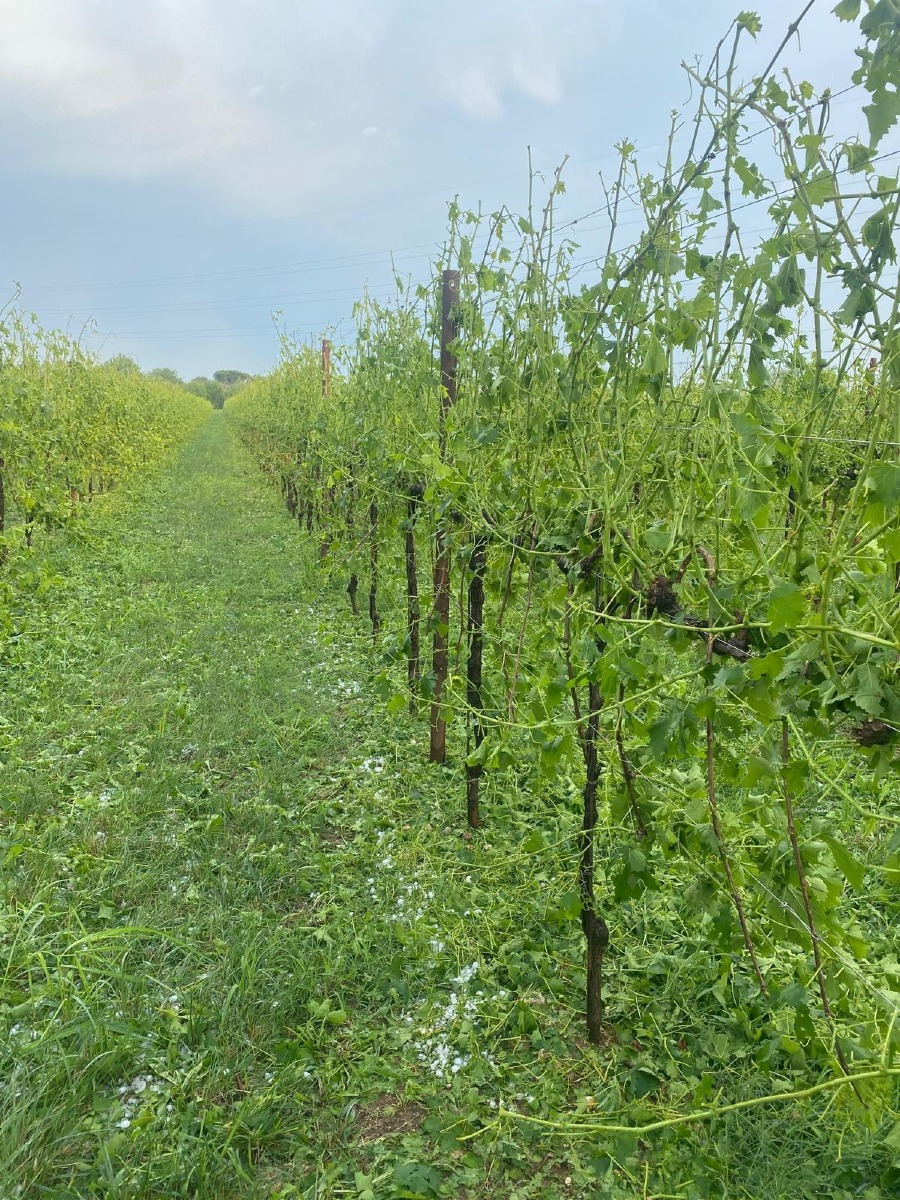 Maltempo nel Trevigiano, grandine su campi e vigneti: frumento e orzo a rischio