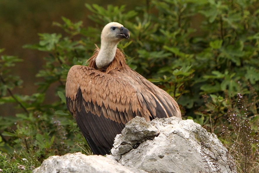Griffonday a Cornino, il 7 giugno laboratori, escursioni e liberazione di due grifoni