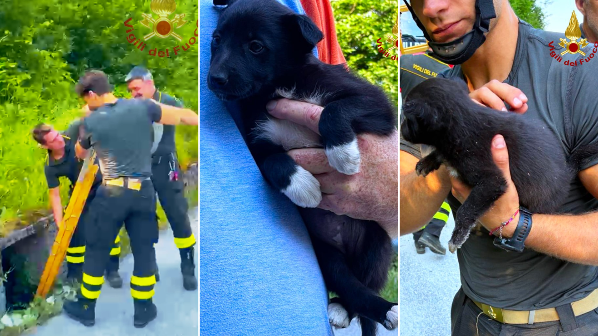 Abbandonano due cuccioli, uno finisce in un pozzetto profondo 2 metri: salvati | VIDEO - 