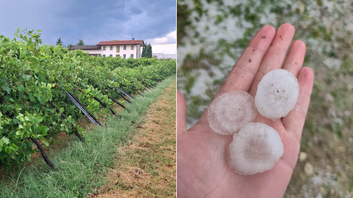 Temporali sulla Marca, grandine fino a 4 centimetri tra Oderzo e Fontanelle: vigneti sotto pressione - 