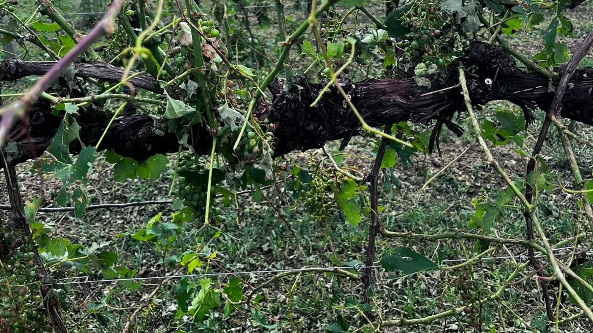 Grandine sui vigneti tra Vallonto e Fontanelle, danni oltre l’80% in alcune aree - 