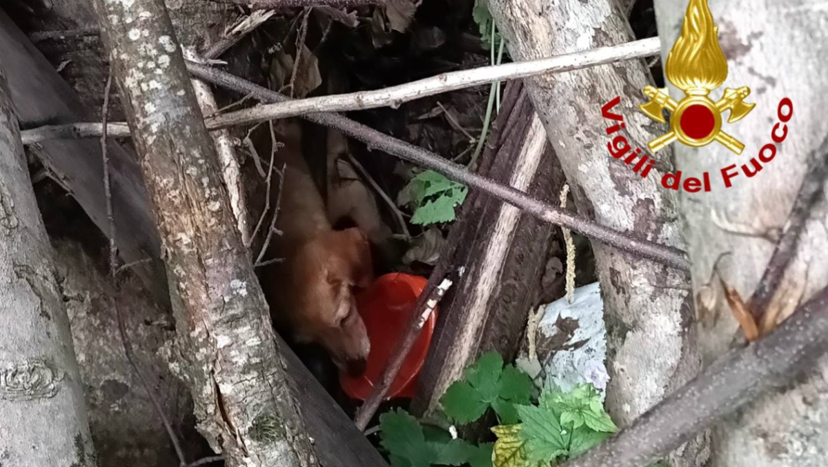 Cane sepolto sotto legna e rami: salvato dai Vigili del fuoco | FOTO - 