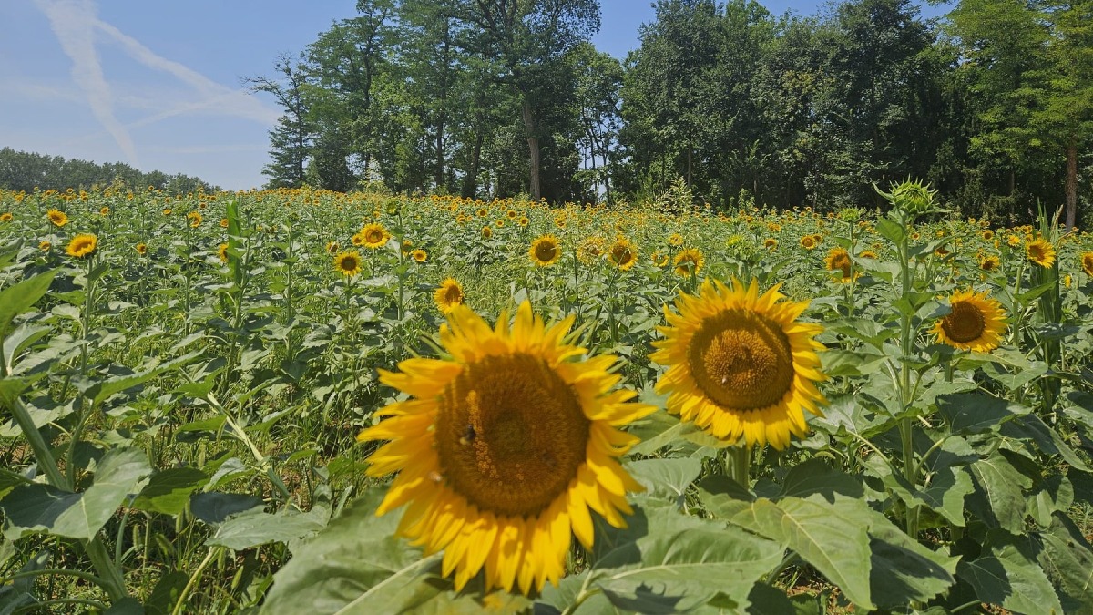 Villa La Rotonda, tra luglio e agosto i girasoli ridisegnano il paesaggio estivo di Vicenza - 