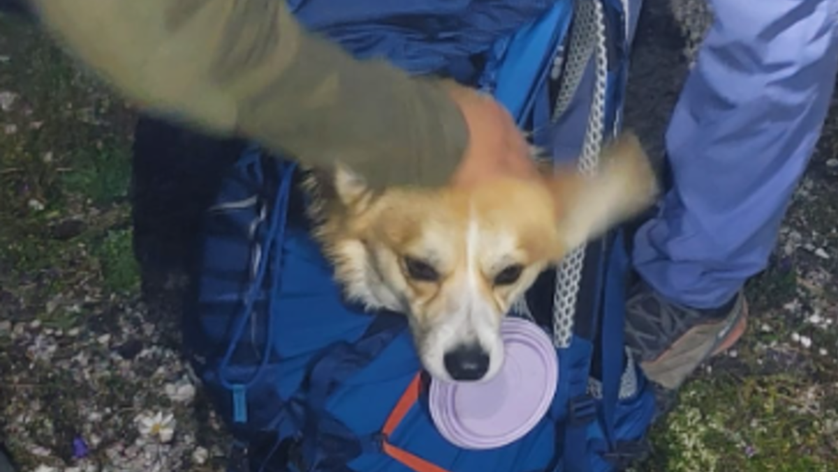 Cortina, notte di ricerche sopra la Val Orita: ritrovati due turisti con il loro cane - 