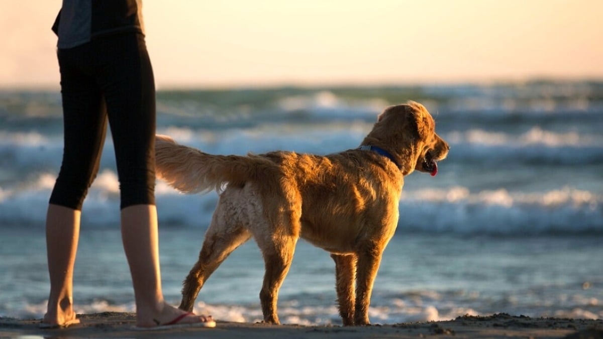 Vacanze in Veneto con cani e gatti: si parte insieme, ma il conto spesso non viene messo a budget - 
