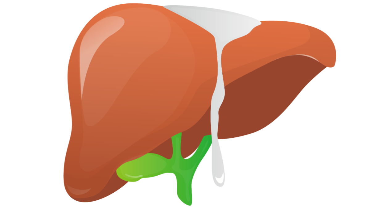 Fegato in salute: ecco come rigenerarlo tramite l’alimentazione - 