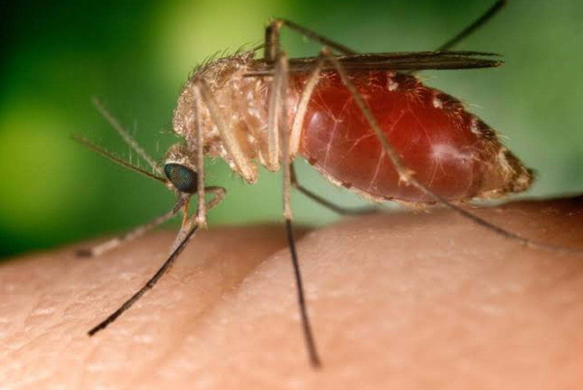 Primo caso di West Nile dell’estate in Veneto: febbre alta e forte mal di testa, cosa c’è da sapere - 