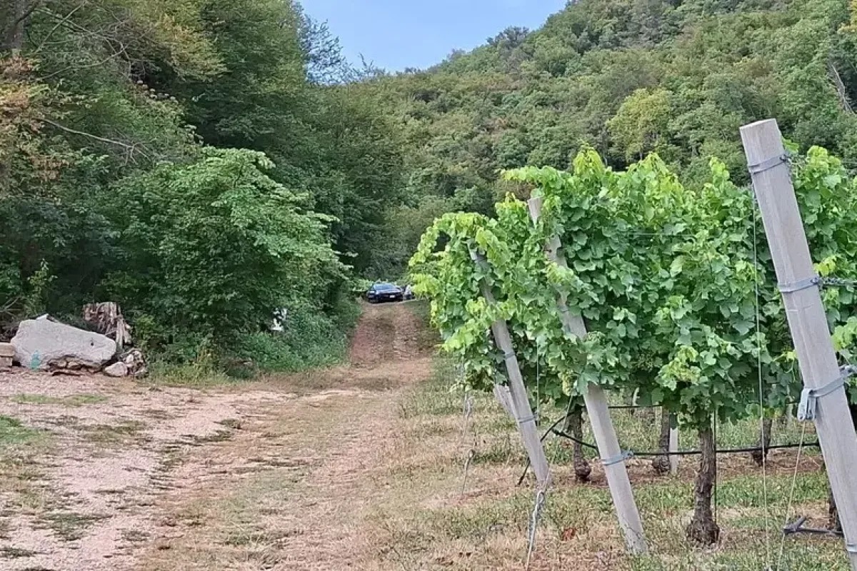 Barbarano Mossano, muore in vigneto durante il lavoro: fatale il trattore su un terreno in pendenza - Le immagini ANSA