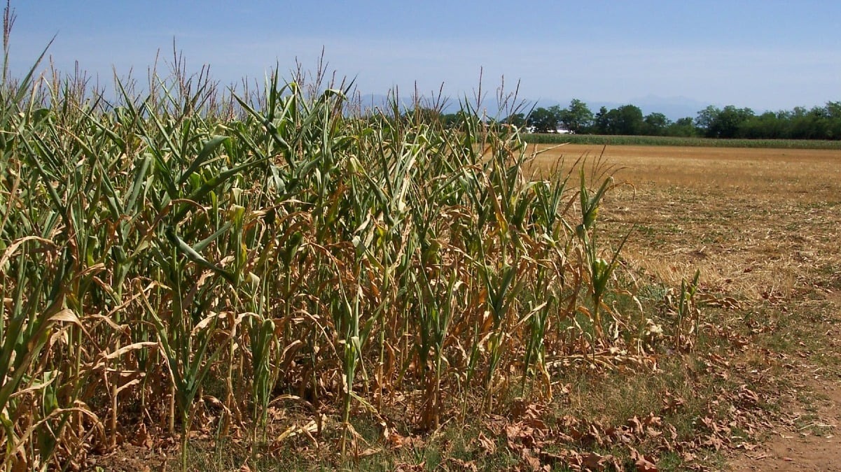 Acqua contingentata nei campi friulani: il Consorzio alza l’allerta sulla siccità