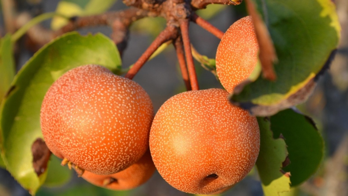 Prevenzione e cura del frutteto domestico: la protezione delle specie frutticole particolari dagli insetti nocivi - 
