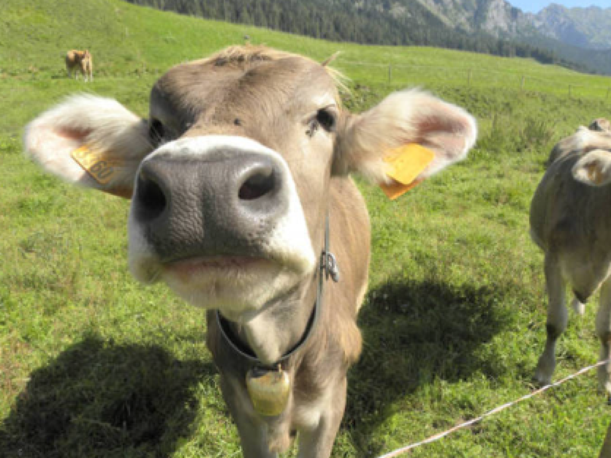 Donna caricata da una mucca a Gallio: trasportata in pronto soccorso - 
