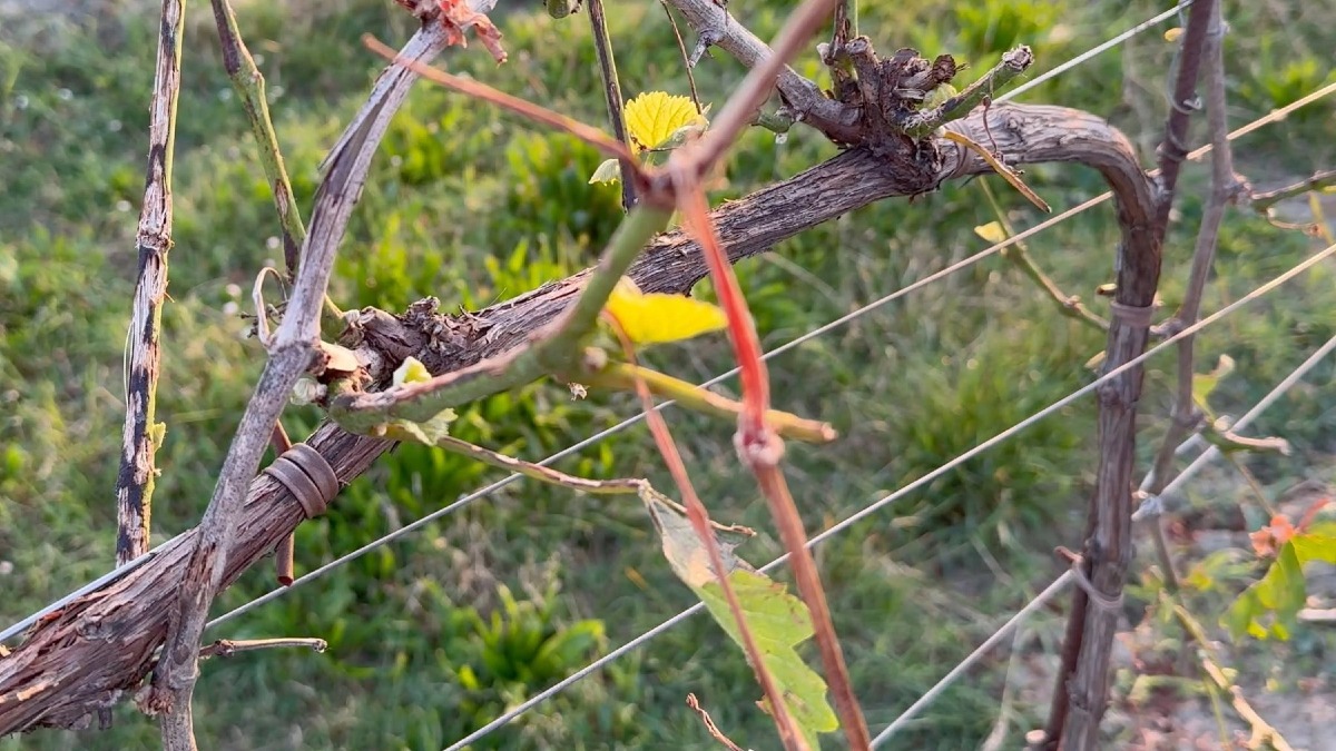 Grandine, Condifesa TVB anticipa 1 milione alle aziende agricole di Treviso, Vicenza e Belluno - 