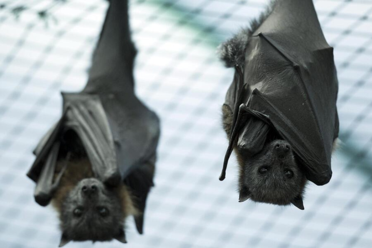 Combattere le zanzare in modo naturale: arriva una fontana per i pipistrelli - 