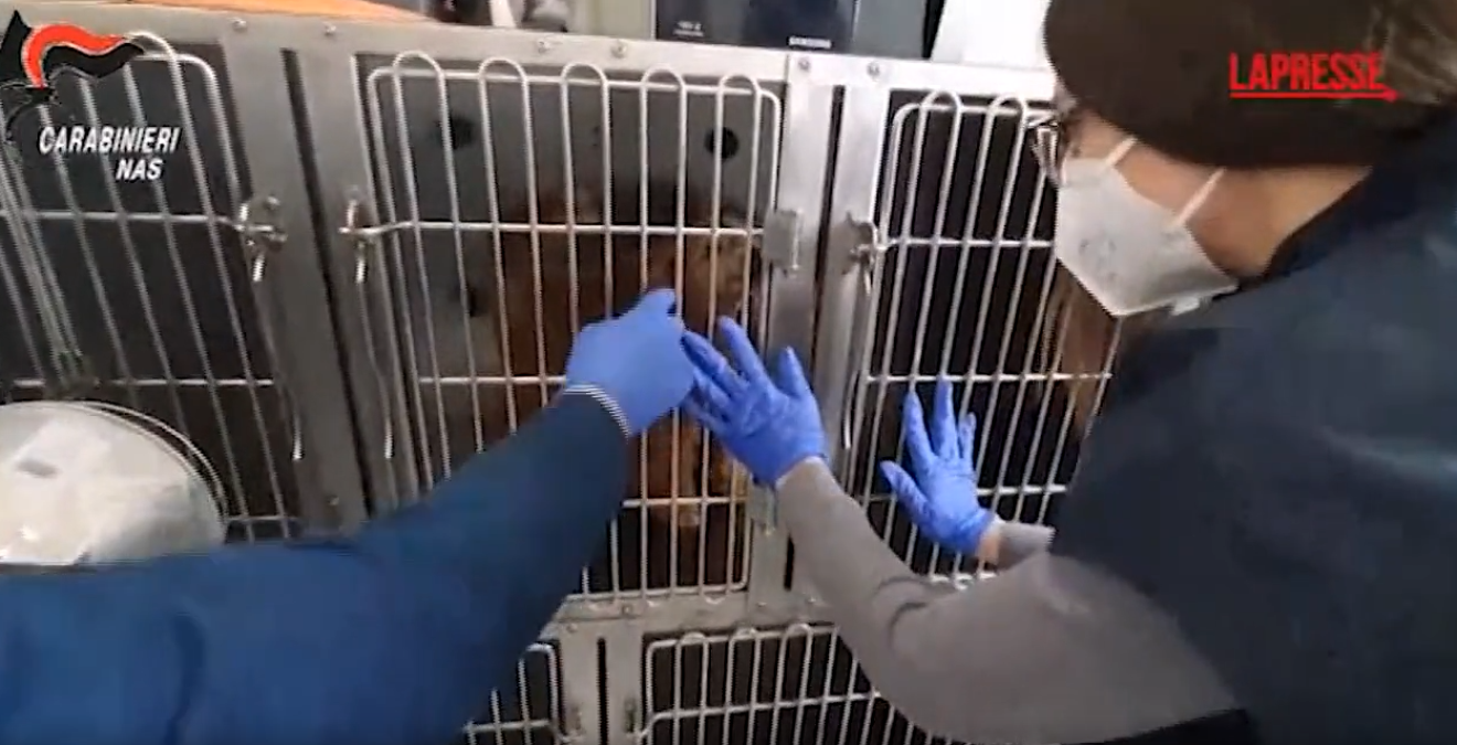 Allarme cibo per cani e gatti: oltre 60 tonnellate sequestrate dai NAS | VIDEO - 