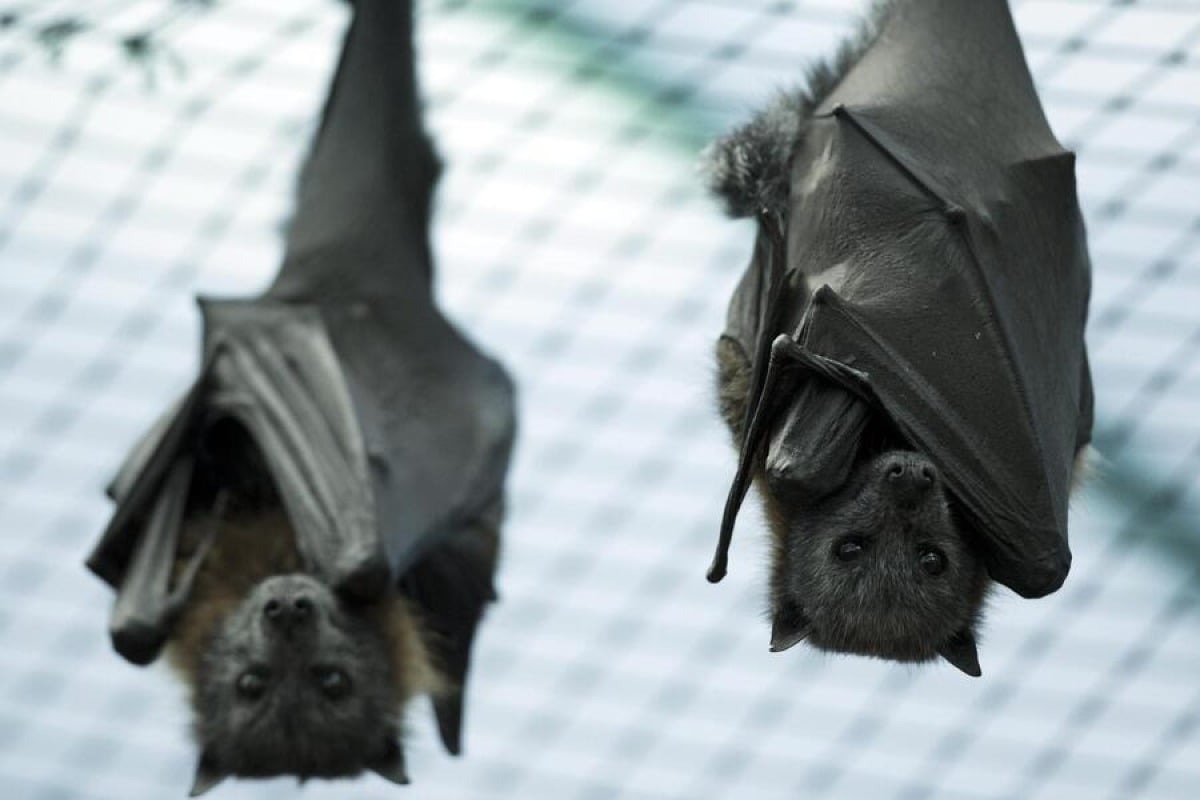 Belluno, in viale Fantuzzi una fontana che aiuta anche i pipistrelli: il progetto guarda a verde e biodiversità - 